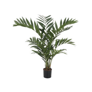 Parlor Palm Tree
